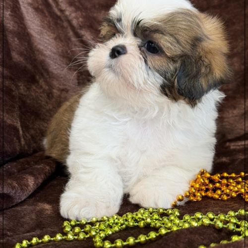 Artus, sublime mâle shih tzu fauve et blanc lof #3