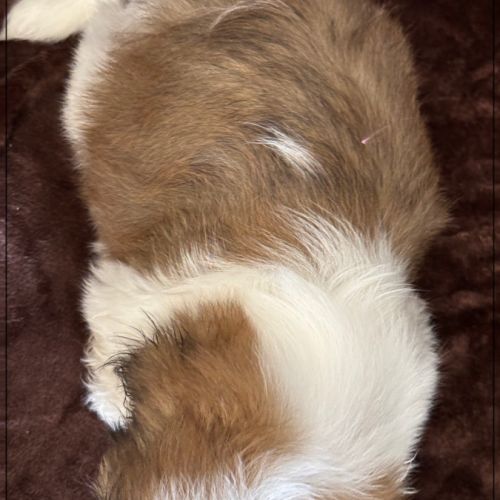 Artus, sublime mâle shih tzu fauve et blanc lof #5