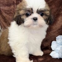 Artus, sublime mâle shih tzu fauve et blanc lof