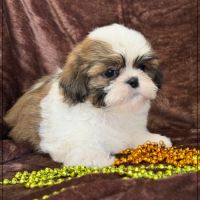 Artus, sublime mâle shih tzu fauve et blanc lof #4