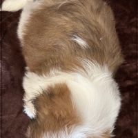 Artus, sublime mâle shih tzu fauve et blanc lof #5