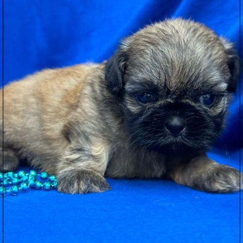 Cookie, mâle type shih tzu fauve uni #2