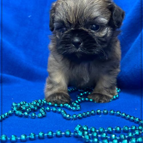 Cookie, mâle type shih tzu fauve uni #3