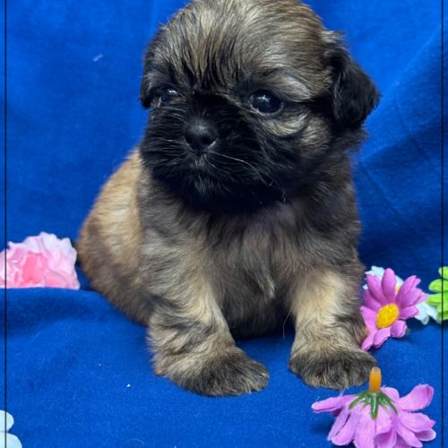 Cookie, mâle type shih tzu fauve uni #4