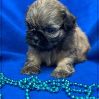 Cookie, mâle type shih tzu fauve uni #1