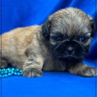 Cookie, mâle type shih tzu fauve uni #2