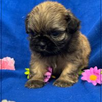 Cookie, mâle type shih tzu fauve uni