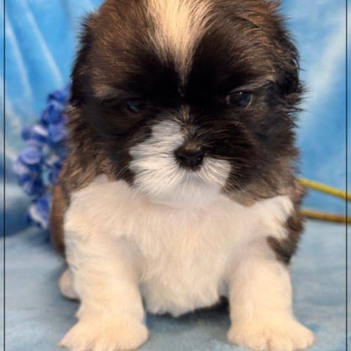 Gaston ,mâle type shih tzu fauve uni #1