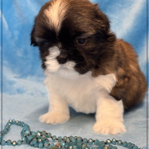 Gaston ,mâle type shih tzu fauve uni #0