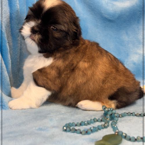 Gaston ,mâle type shih tzu fauve uni #4