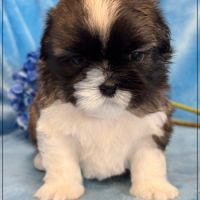 Gaston ,mâle type shih tzu fauve uni #1