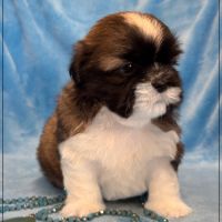 Gaston ,mâle type shih tzu fauve uni #3