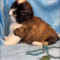 Gaston ,mâle type shih tzu fauve uni #4