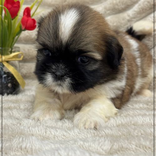 Obélix, mâle type shih tzu fauve et blanc #1