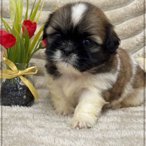 Obélix, mâle type shih tzu fauve et blanc #2