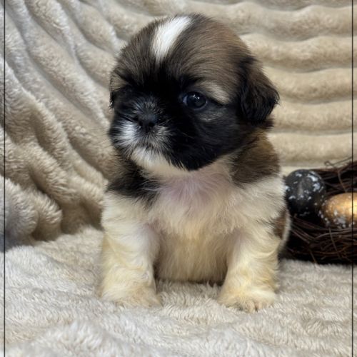 Obélix, mâle type shih tzu fauve et blanc #0