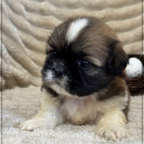 Obélix, mâle type shih tzu fauve et blanc #4