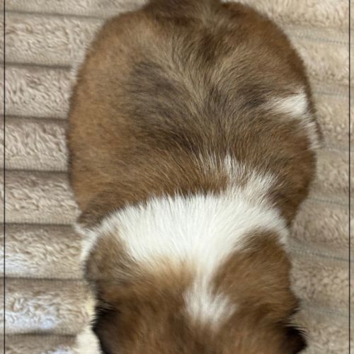 Obélix, mâle type shih tzu fauve et blanc #5