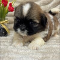 Obélix, mâle type shih tzu fauve et blanc #1