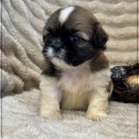 Obélix, mâle type shih tzu fauve et blanc