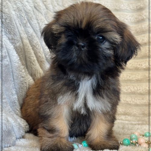 Joy, femelle shih tzu fauve uni lof #1