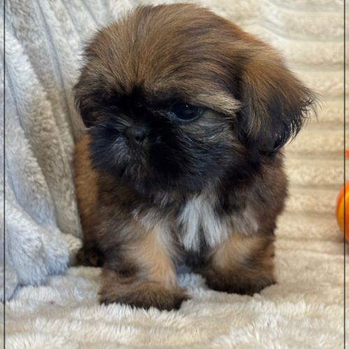 Joy, femelle shih tzu fauve uni lof #2