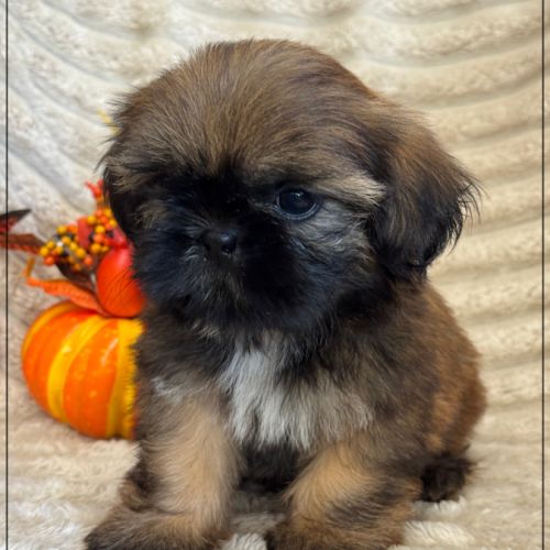 Joy, femelle shih tzu fauve uni lof #0