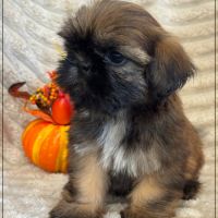 Joy, femelle shih tzu fauve uni lof #4