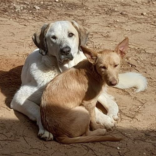 Superbe mastin espagnol cherche sa famille #0