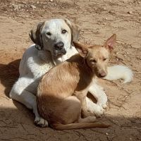 Superbe mastin espagnol cherche sa famille