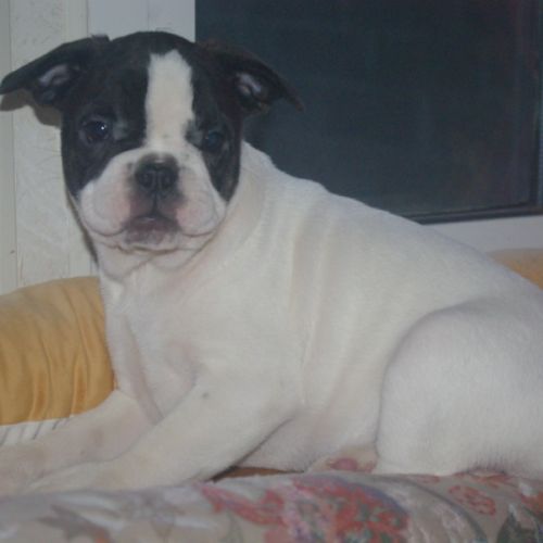 Adorables chiots bouledogue francais #3