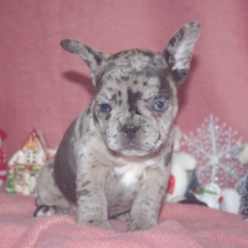 Adorables chiots bouledogue francais #4