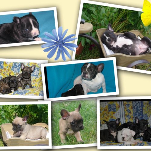 Adorables chiots bouledogue francais #5
