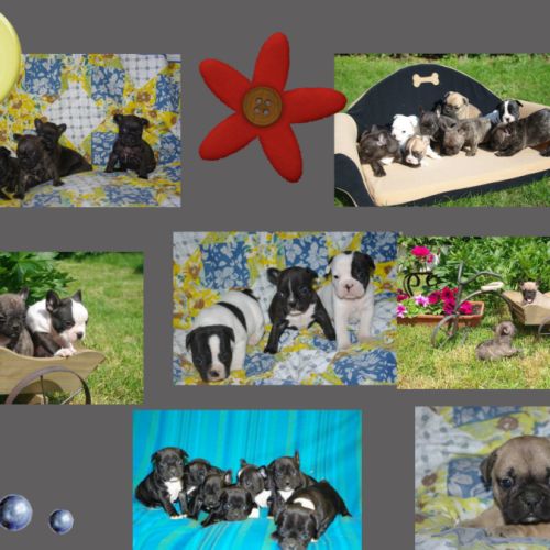 Adorables chiots bouledogue francais #6