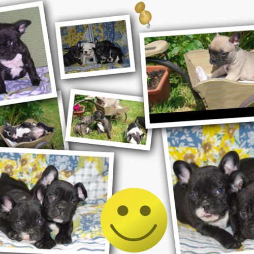 Adorables chiots bouledogue francais #8