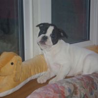 Adorables chiots bouledogue francais #1