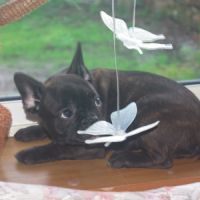 Adorables chiots bouledogue francais