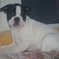 Adorables chiots bouledogue francais #3