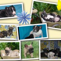 Adorables chiots bouledogue francais #5