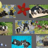 Adorables chiots bouledogue francais #6