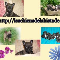 Adorables chiots bouledogue francais #7