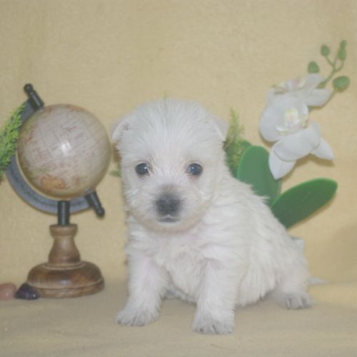 Adorables chiots westie #0
