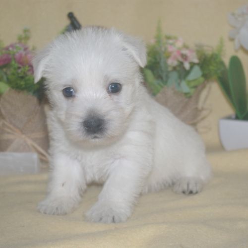Adorables chiots westie #2