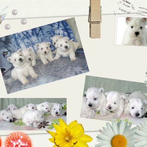 Adorables chiots westie #3
