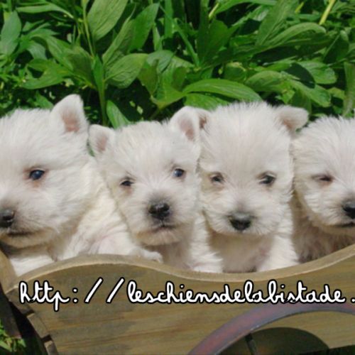 Adorables chiots westie #7
