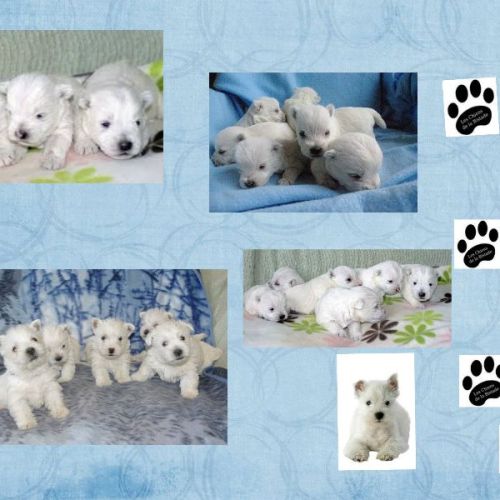 Adorables chiots westie #8