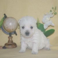 Adorables chiots westie