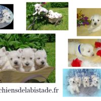 Adorables chiots westie #4