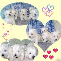 Adorables chiots westie #5
