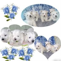 Adorables chiots westie #6